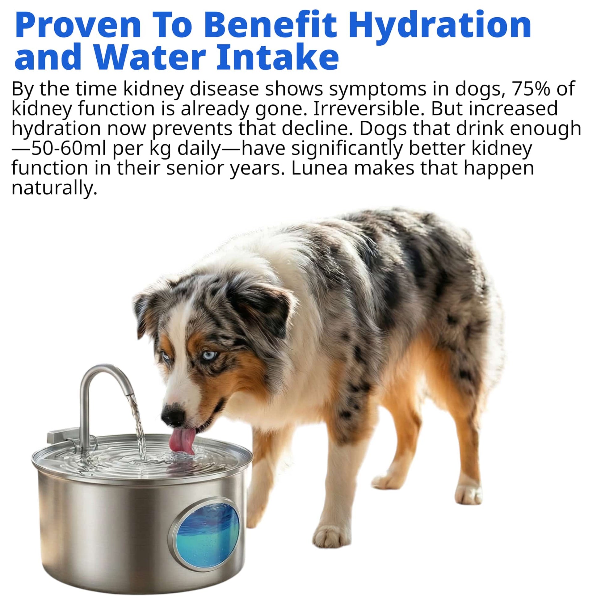 End Dehydration Worries—Lunea's 7L Circulating Fountain Keeps Water Irresistibly Fresh - The Fluff Lab Australia