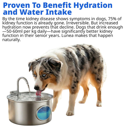 End Dehydration Worries—Lunea's 7L Circulating Fountain Keeps Water Irresistibly Fresh - The Fluff Lab Australia