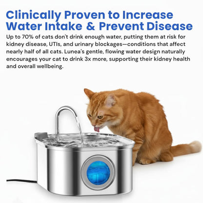 Stop Kidney Disease Before It Starts—lunea's Surgical - Grade Steel Prevents the Biofilm Plastic Fountains Can't - The Fluff Lab Australia