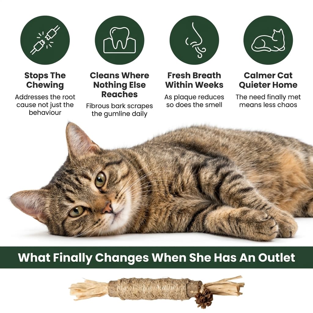 WildChew Silvervine Sticks - The Fluff Lab
